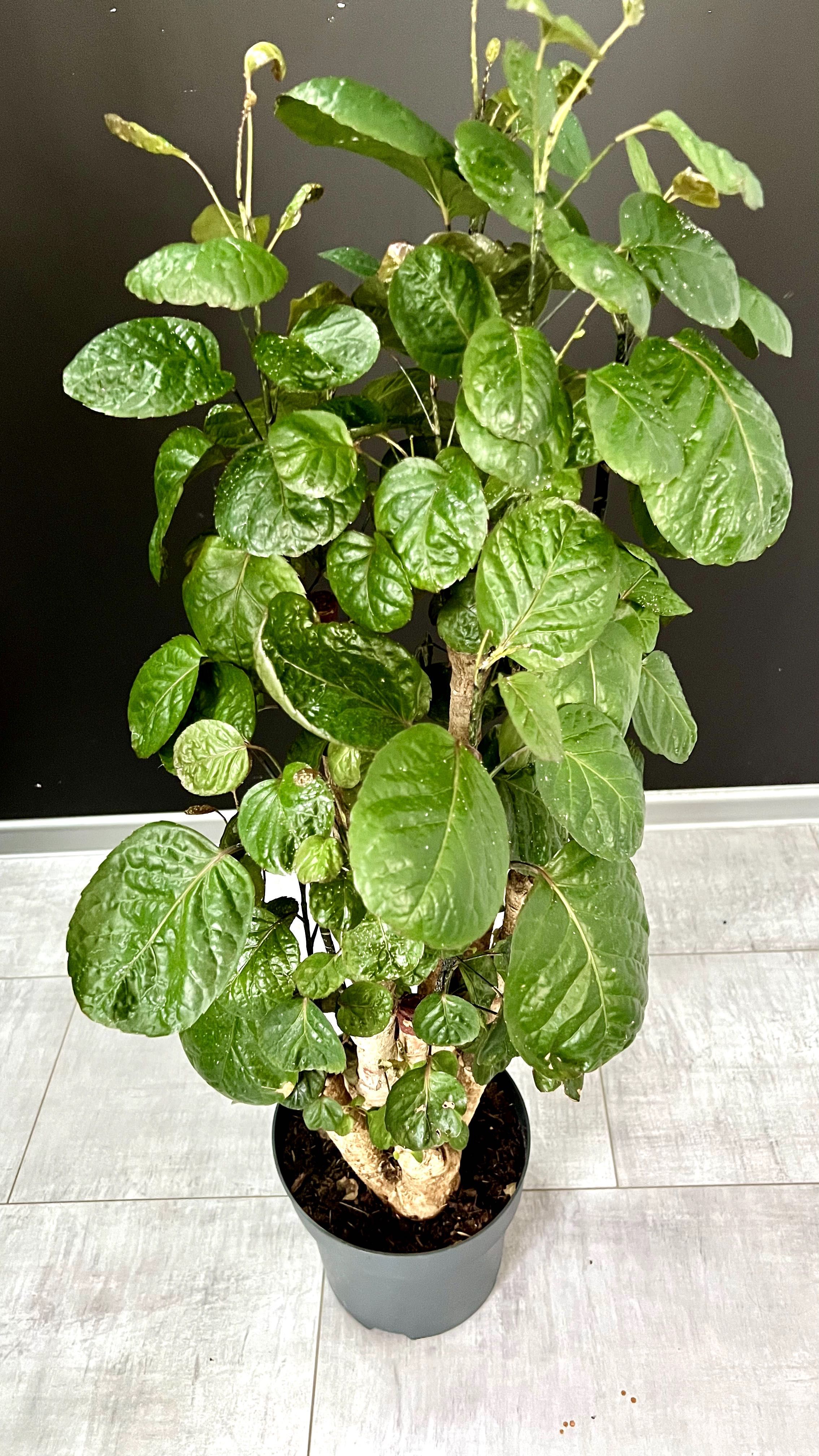 Polyscias Fabian