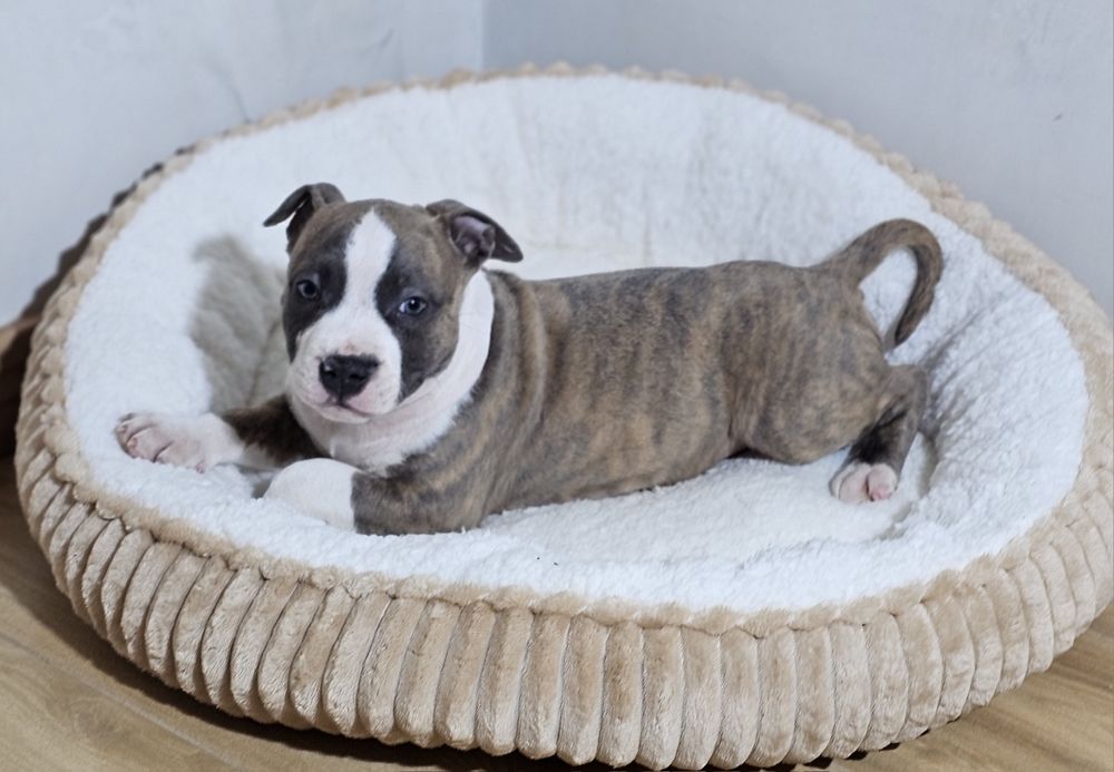 Pregowany piesek amstaff