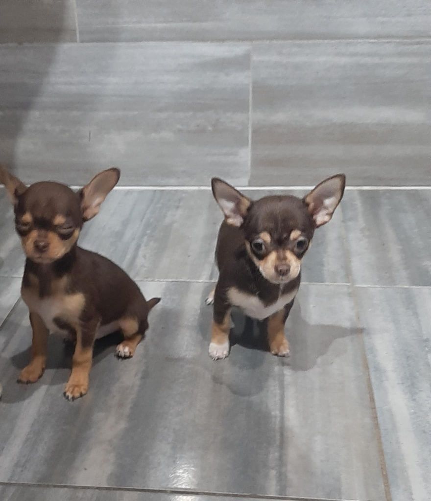 Chihuahua chłopak krótkowłosy XS