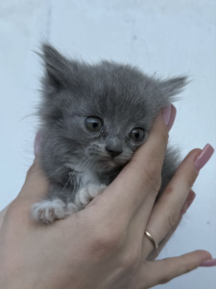 Шотландські  кошенята