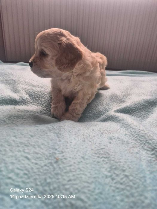 Maltipoo F1 Szczeniak suczka