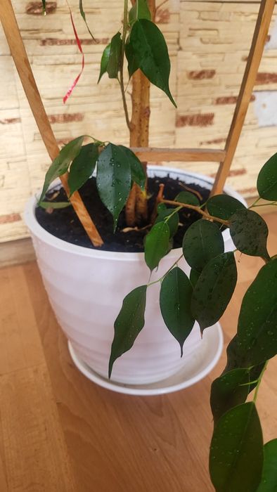 Фікус Бенджаміна