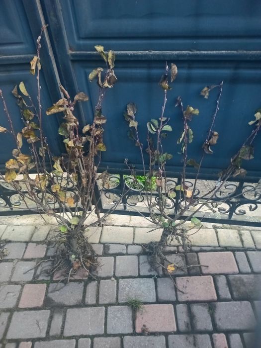 Ірга Канадська крупноплідна і Ханнівуд (трирічні і однорічні саджанці)