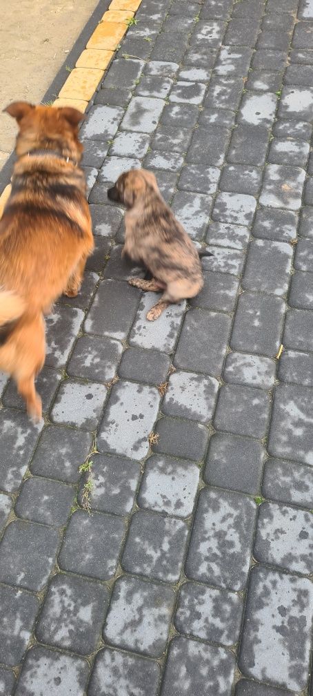 Oddam pieska w dobre ręce