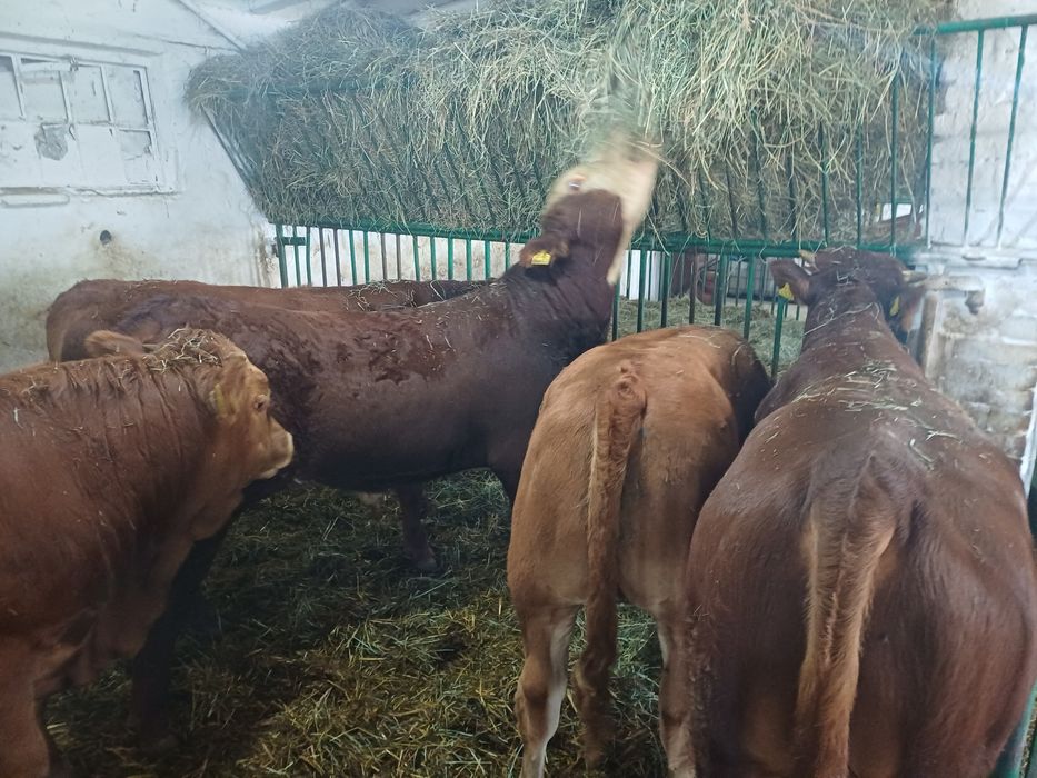 Byki odsadki LM,SM,HH.