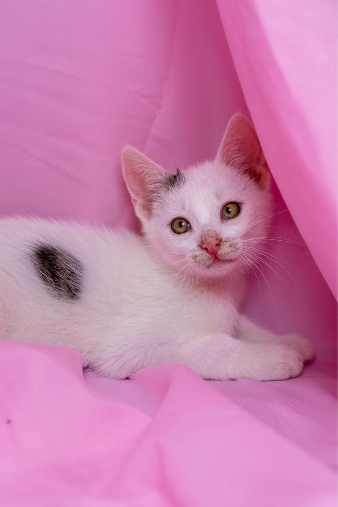 Mała przylepa do adopcji