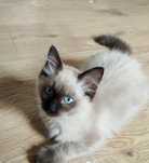 Ostatni Kocurek rasy Ragdoll gotowy do odbioru!!