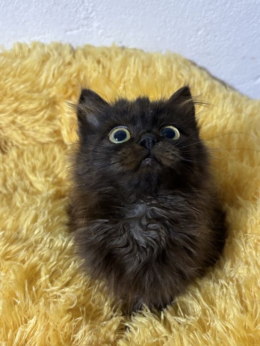 Кошеня в добрі руки