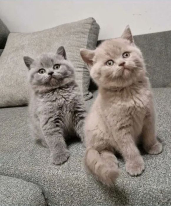 Kotka brytyjska liliowa z 5 cio pokoleniowym rodowodem