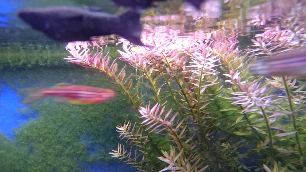 Rotala rotundifolia Indica Warszawa