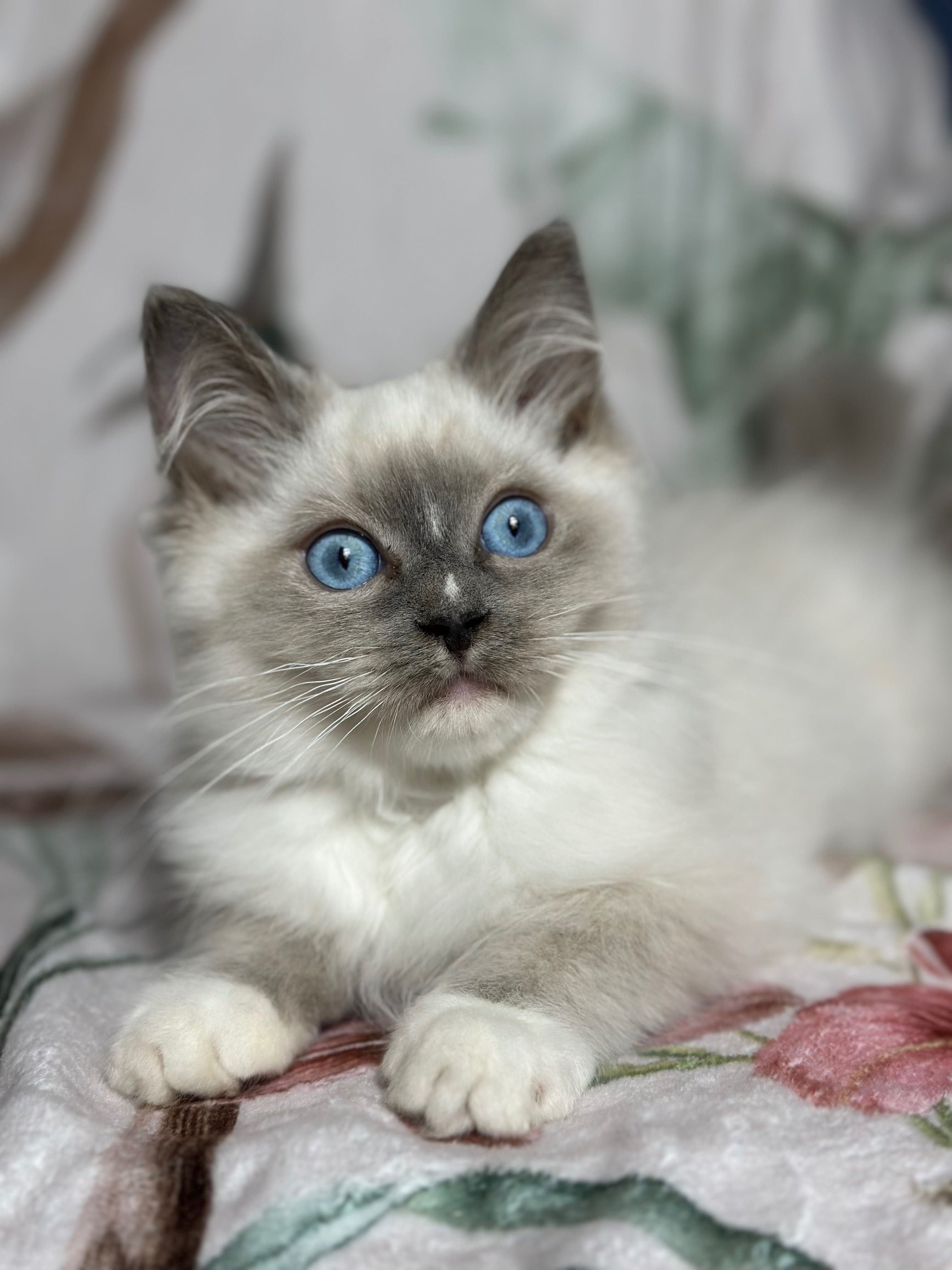 Bardzo towarzyski kocurek Ragdoll