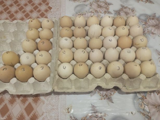 Инкубационное яйцо Редбро