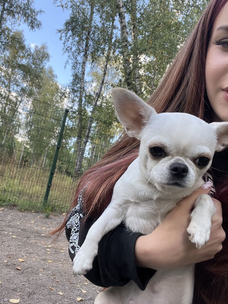 выгуляю вашу собачку