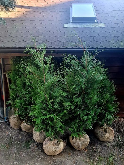 Tuja 140 CM Brabant Tuje Thuja Promocja Gęste