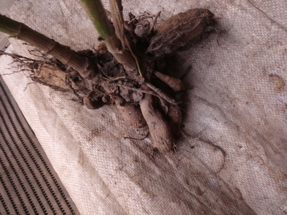 Жоржини білі георгіни