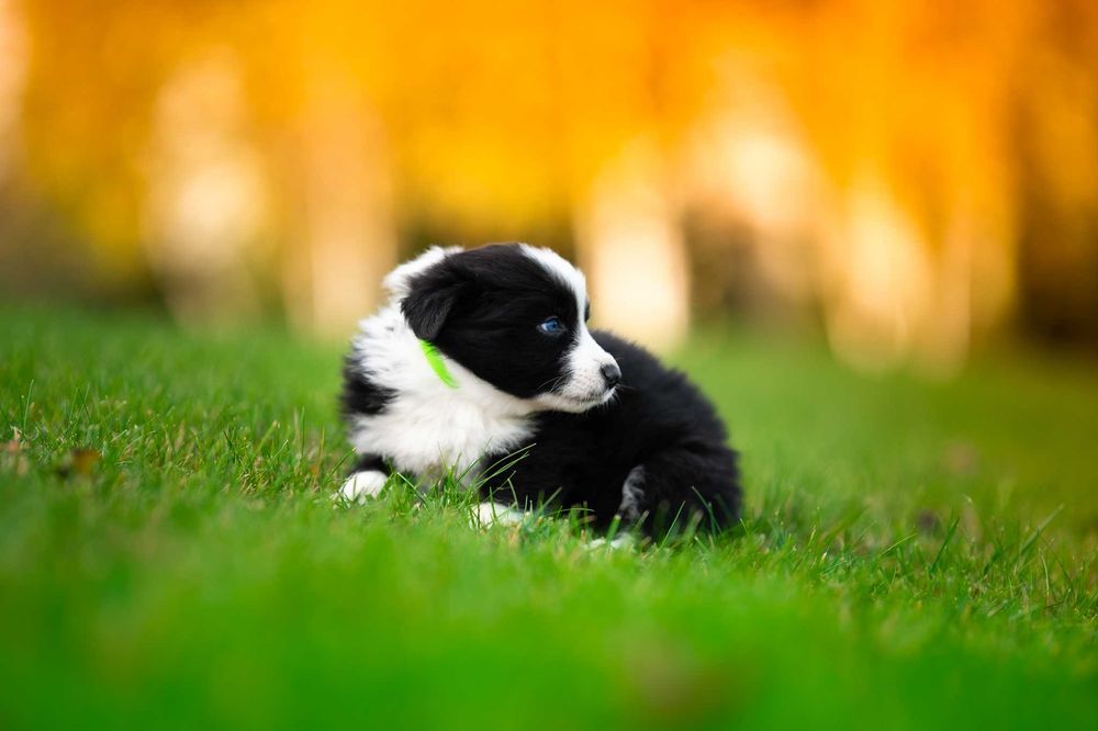 szczeniak Border Collie piesek - badania genetyczne