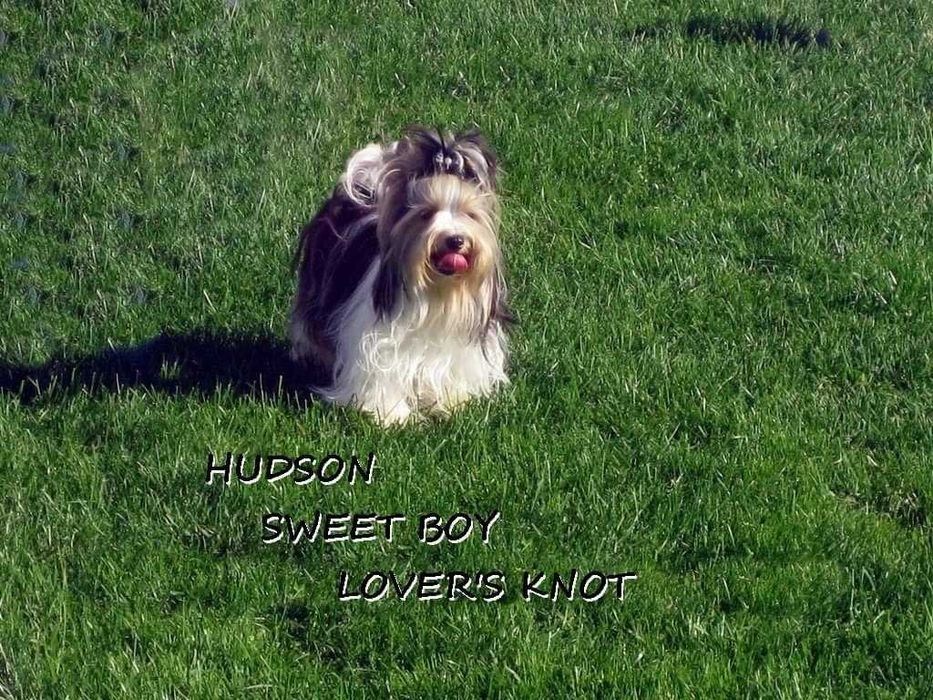 York Biewer - piękna malutka suczka po sprawdzonych przodkach.