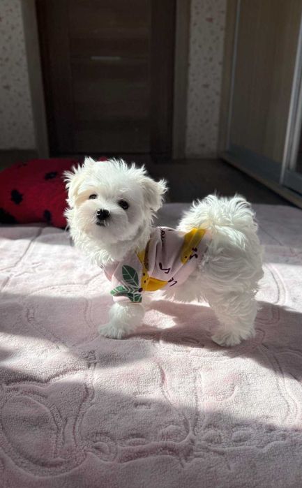 міні дівчата мальтезе КСУ