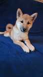 Suczka Shiba Inu