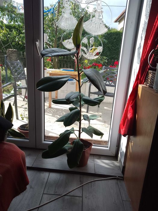Sprzedam kwiaty doniczkowe