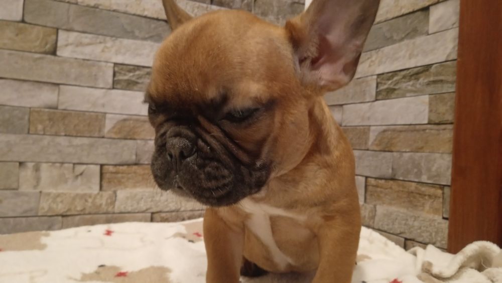 Buldog francuski  Suczka!! Szczeniak Rodowód 4 pokoleniowy..