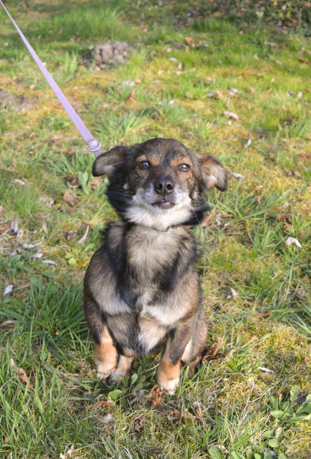 Mini piesek Tuptuś czeka na domek