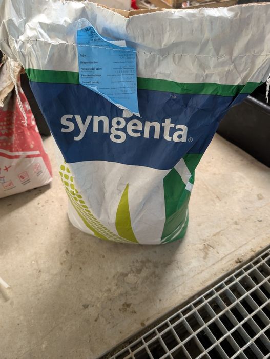Ziarna kukurydzy syngenta