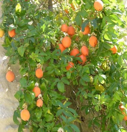Plantas de maracujá,, Morango muito suculentos .