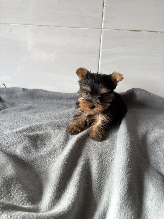 Yorkshire terrier