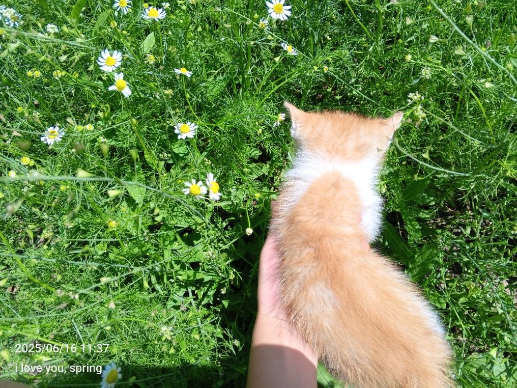Віддам котенятка