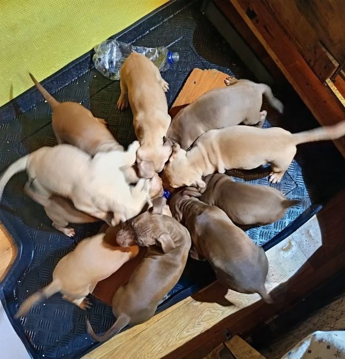 ПРОДАМ щенков ( стафф)