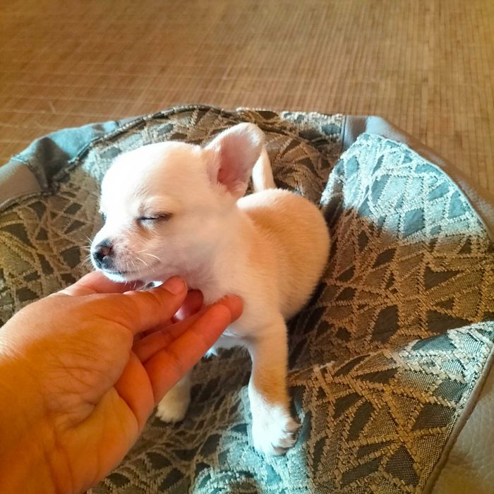Chihuahua super mini