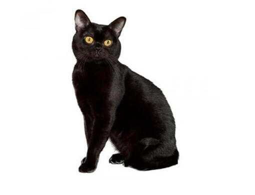 Czarna roczna kotka