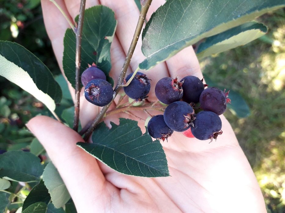 Ірга саджанці (копані) Ирга