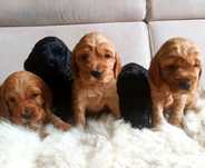 Cocker spaniel rodowodowy – uroczy