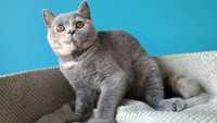 Kot, kotka brytyjska niebieski szylkret cudo FPL