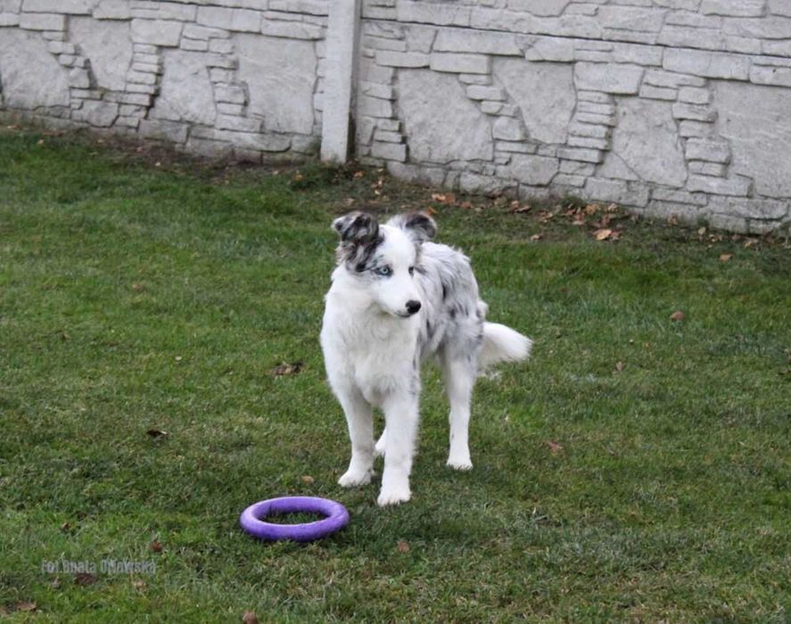 Border collie dziewczynka NAK-SU - ZKwP - gotowa do zmiany domu