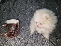 Lulu pomerania espetacular