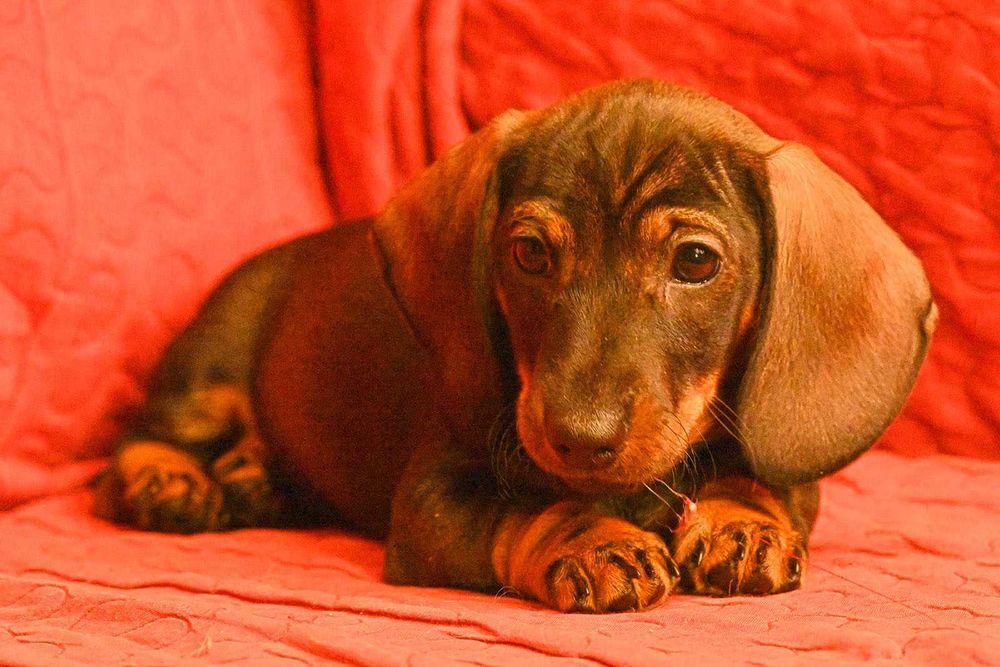 Jamnik szorstkowłosy miniaturowy odmieni Twoje życie