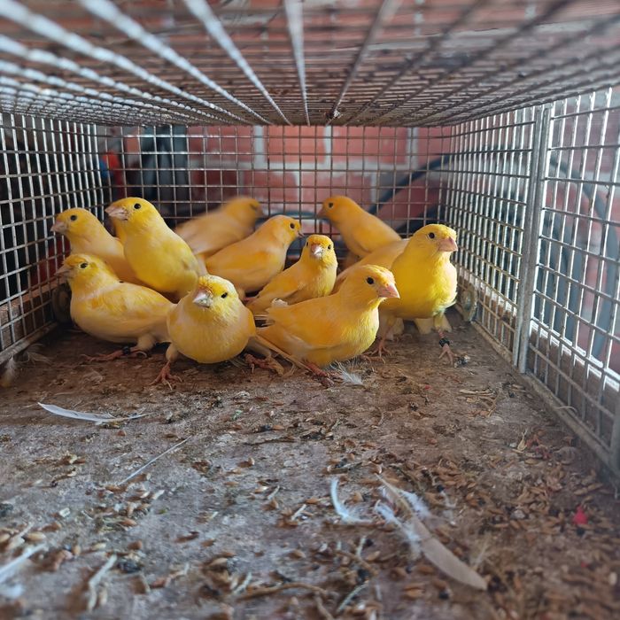 Vendo canários criados em viveiro