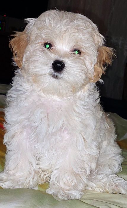 Девочки мальтипу ф1.