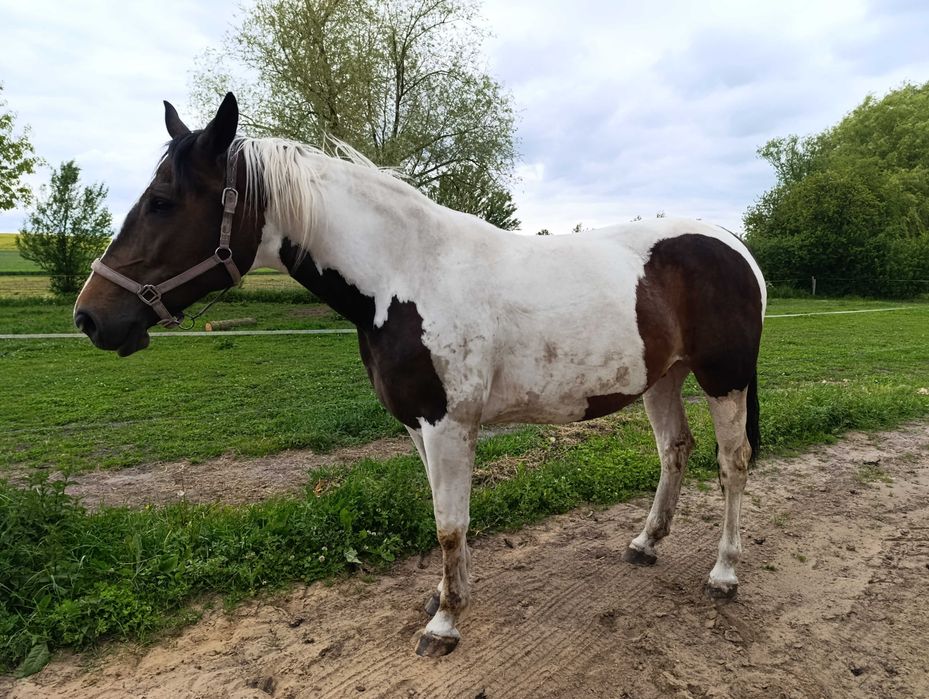 GNIADA klacz 3 lata GNIADOSROKATA klacz 7 lat CIEMNOGNIADA klacz 3 lat