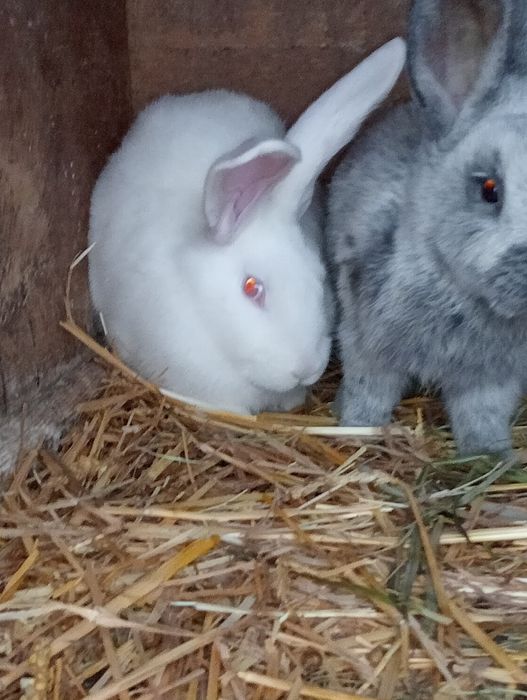 Samczyki wiedeńskie i termoncki