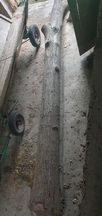 Dąb w kawałku kłoda