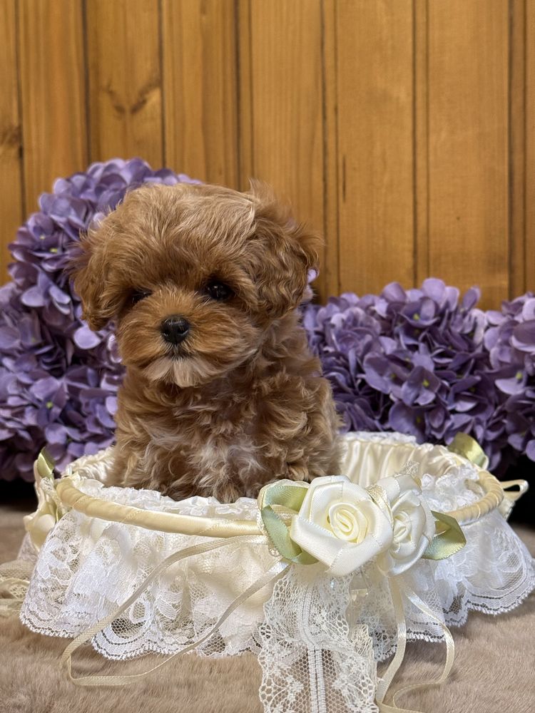 Мальтипу, maltipoo, кукольные мини девочки.