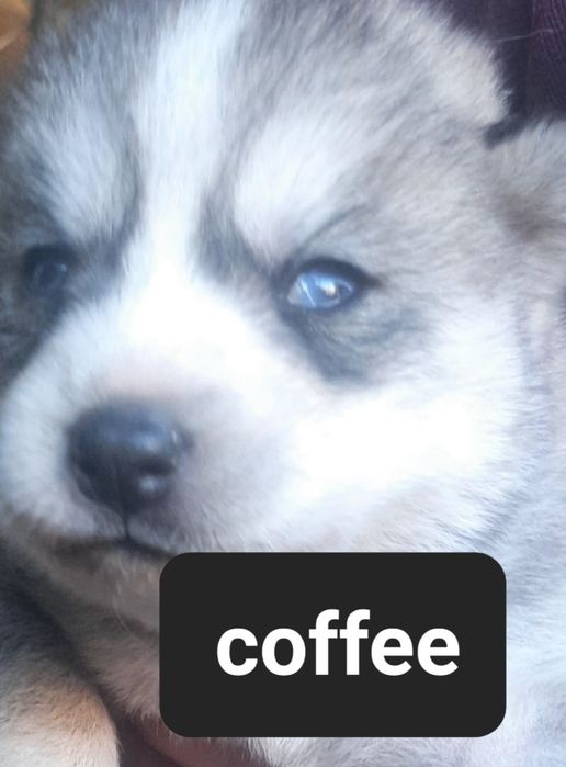 Szczeniaki z rodowodem