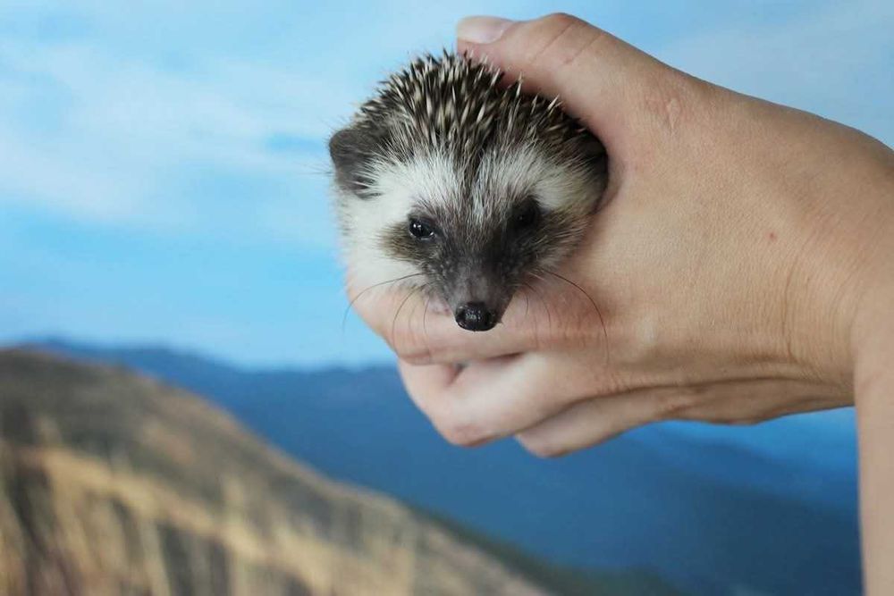 Jeże, jeż pigmejski,  jeżyki, z książeczką zdrowia i rodowodem