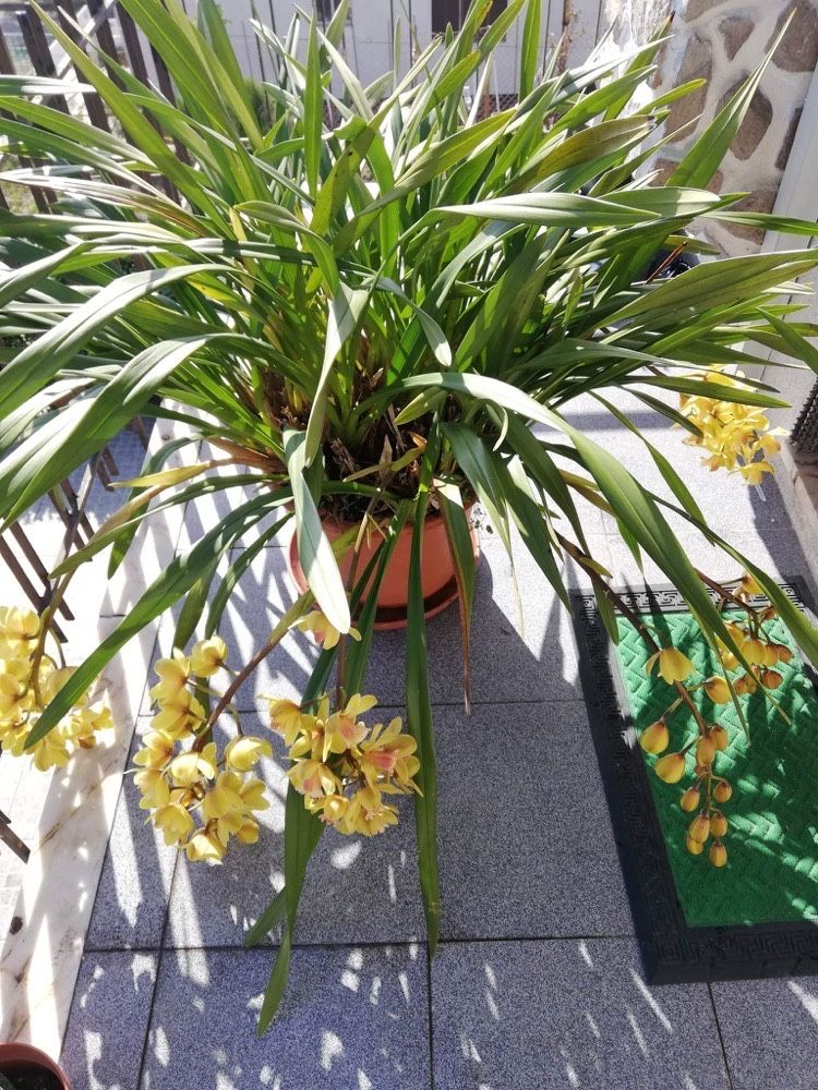 Vaso com Orquídea