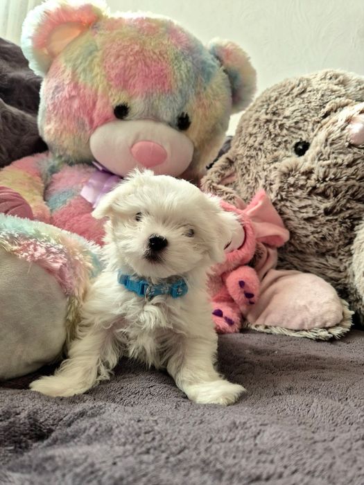 Maltańczyk szczenię piesek ZHPR