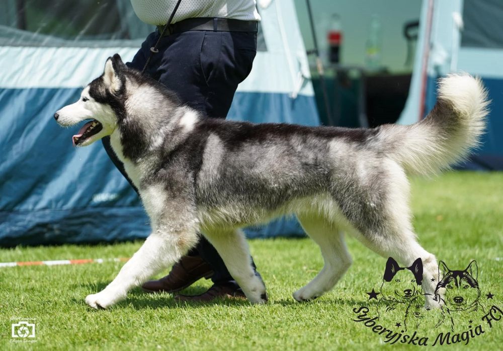 Siberian Husky FCI